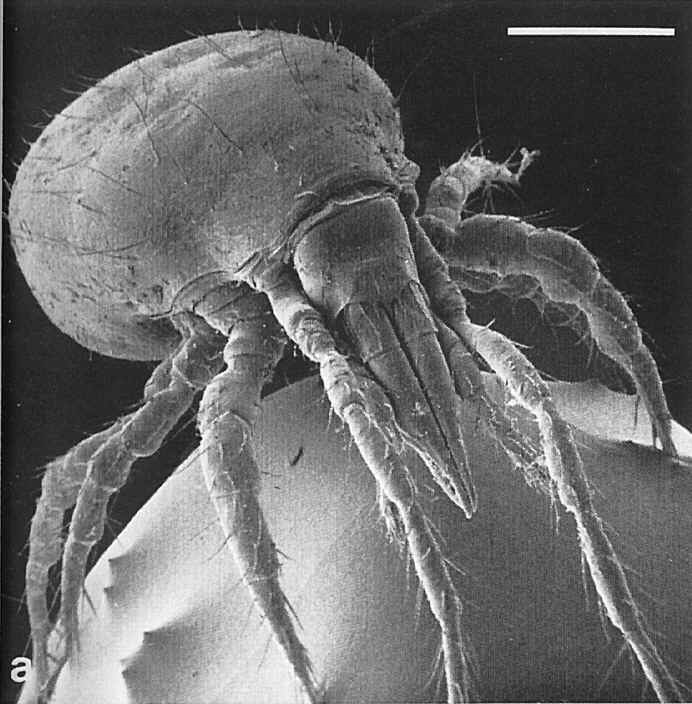 Go Clean dust-mite